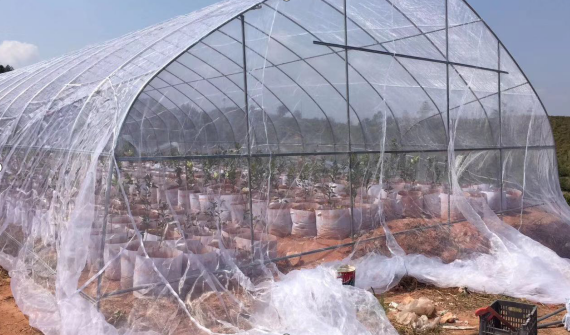 High-tech Covering Cultivation Technology of Insect-proof Net