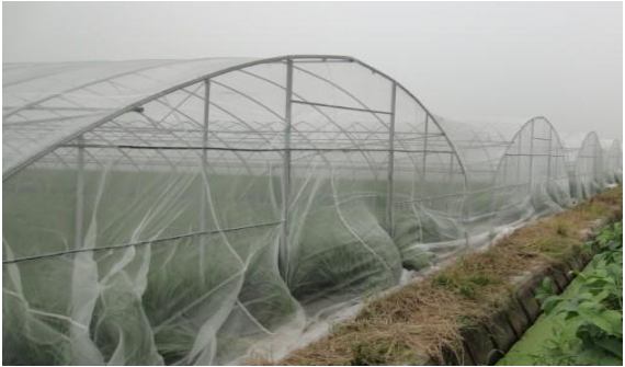 Can Lentinus edodes culture use insect control net  in Greenhouse