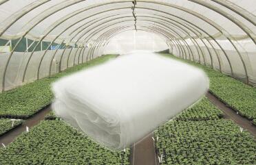 Berry growing challenges and tunnel insect proof net growing solutions