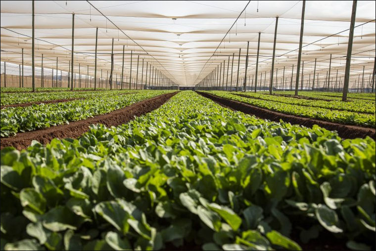 shade netting