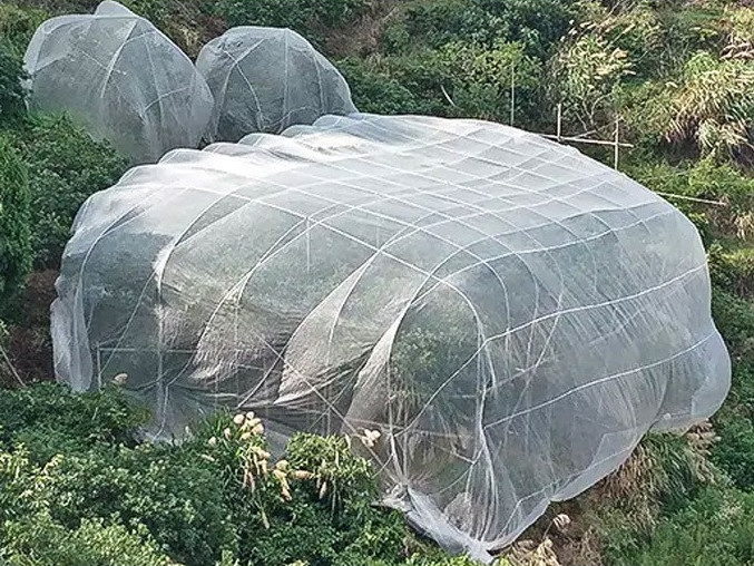 Agriculture Insect Net