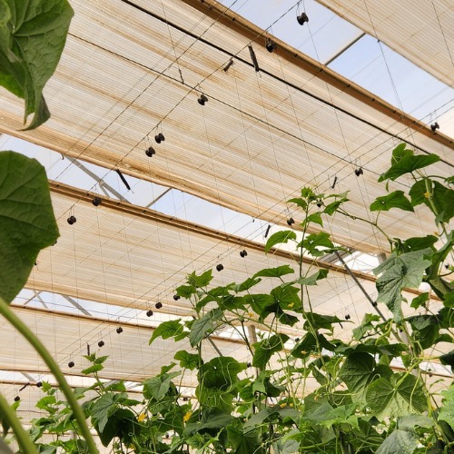 cucumber net.jpg cucumber net.jpg